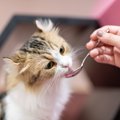 『人の健康食材』は猫にも与えてOK？NG？ネバネバや発酵食品など、7つ…