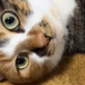 ひげが短い猫→なんでかなと思っていたら、『驚きの理由』が判明して……