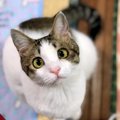 猫が『撫でられたい！』と思っている時にする仕草や行動５つ