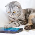 猫を疲れさせる『生活音』3選　苦手に感じる理由や負担を軽減するための対策