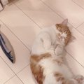 猫が『部屋の真ん中で眠る』時の心理5つ