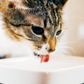 見逃すと危険！猫が『水分不足』に陥ると現れる3つの変化と予防策