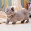 『大きくなりにくい』と言われている小柄な猫種4選　それぞれの性格や特徴…