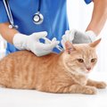 猫がかかると致命的な『危ない感染症』3選　主な原因や症状、予防のた…
