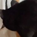 黒猫が『破れた障子』を覗いていたら…あまりにも予想できない『まさか…