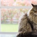 【獣医師監修】サイベリアンの毛色の種類は？人気色や珍しいカラーも紹介