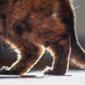 気づいてあげて！「猫が上手に隠す関節の痛み」　6歳以上の猫の60％が…