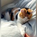 布団で寝ている三毛猫→前足をナデナデした結果…起きるかと思いきや、…
