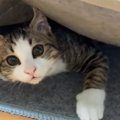 子猫はどこ？探す母猫と逃げ切る子猫