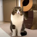 『仲直りしたいニャ！』飼い主さんと喧嘩をした猫ちゃん