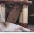 窓際でいっしょに過ごす『２匹の猫』を撮っていると…予想外の『可愛すぎる…