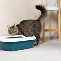 猫が『トイレの砂を食べてしまう』5つの理由　やめさせるための対処法も