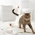 猫には魅力的？イタズラしてしまう9つのモノ