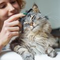 猫によっては『単頭飼い』がいい場合も！1匹で飼うことのメリット・デメリ…