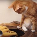 イカと戦うマンチカン猫ちゃん。気になる勝敗の行方は？真剣な表情に…