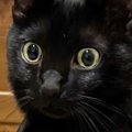 スーツカバーで遊んでいた黒猫→『急に静かになった』と思ったら…まさ…