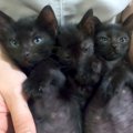ゴミ屋敷で保護された、黒猫の３兄弟→大きくなると…愛おしすぎる『現…