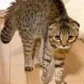 猫が『顔パックしている飼い主』を見た結果…『可愛すぎる行動』が110万再…