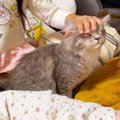 『猫をナデナデするのにハマった長女』撫で続けた結果→長毛猫の『神対…