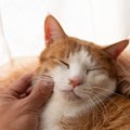 猫好きと伝えられる歴史上の人物4選　時代は違えど、猫を愛する気持ち…