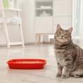 猫トイレで注意すべき『湿気トラブル』とは？ケース別に6つの対策を紹…