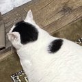くつろいでいた猫→後ろから見たら…思わずカメラを向けた『可愛すぎる光景…