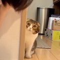 友達の家で『浮気』をして帰ると、２匹のネコが…すねた結果見せた『露骨な…