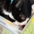 文房具入れを見つけた猫、じっと中を見つめると…『まさかの行動』に「入れ…