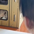 子どもと一緒に遊んでいると、ふと視線を感じて…『キャットハウス』を…