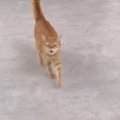 ママの帰宅がうれしすぎた猫、『驚くべき行動』をとってしまい…想像以…