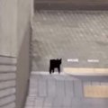 車や人通りが多い"危険な場所"でうろうろとしていた小さな…