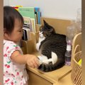 赤ちゃんから『ニャンニャン』と声をかけられた猫→反応が……77万再生の微笑…