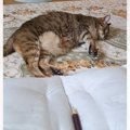 「ナイスアイデアすぎ」太ももが好きな猫たちのために、クッションで…