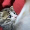 屋根裏で保護された子猫の１年間の記録…強い絆で結ばれた『家族の…