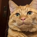 猫がボロボロに破いた『壁のカタチ』を見た結果…まさかの光景に驚きが…