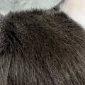 白い体に黒い模様が入った猫→『後頭部』を見ると…可愛すぎる光景に２…