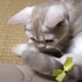 リボンが可愛い！猫ちゃんのおめかし♪