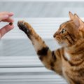 猫への『誤ったおやつの与え方』で起こるトラブル3つ　量や頻度の目安から…