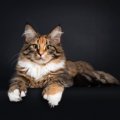 普通の猫より指が多い『多指症の猫』5つの豆知識　幸運を呼ぶと言われ…