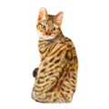 【獣医師監修】カリフォルニアスパングルドってどんな猫？特徴や性格から…