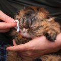 猫に目やにが出るのはなぜ？考えられる原因４つ