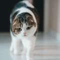 猫の動きが何だか変……不自然な行動になる原因５つ