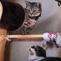 いたずらっ子な猫ちゃんの苦手なこととは？