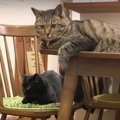 パパが呼ぶならどこへでも！家中から大集結する猫さんたち