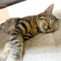 猫の睡眠の質を上げよう！飼い主が出来る5つの対策