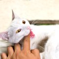 猫の『噛み癖』をやめさせたいときの対処法3つ　噛んでくる理由やしつけ方…
