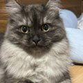 子猫時代は短めだった『胸毛』→だんだんと伸びていった結果…驚きの変…