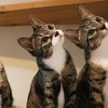 横一列に並んでいた3匹の猫→目の前を何かが横切ると…『可愛すぎる光景』に…