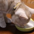 「おやつかニャ？パクっ」猫ちゃんに薬を飲ませるのが簡単過ぎて拍子…