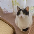 何を考えているのかわからない…猫の『心情』を知る方法３つ